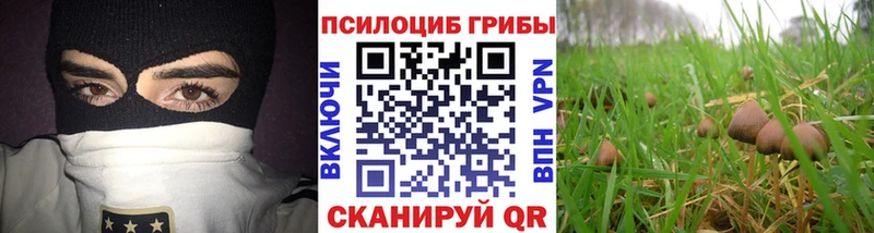 хочу наркоту  Заволжск  Галлюциногенные грибы Cubensis 